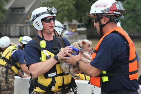 Pet rescue during Hurricane Harvey